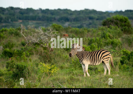 Zèbres de Burchell, Equus burchellii, Kariega Game Reserve, Afrique du Sud Banque D'Images
