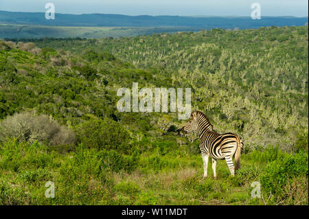 Zèbres de Burchell, Equus burchellii, Kariega Game Reserve, Afrique du Sud Banque D'Images