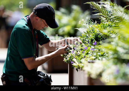 Wimbledon, Londres, Royaume-Uni. 29 juin 2019.29e 2019 juin, le All England Lawn Tennis et croquet Club, Wimbledon, Londres, Angleterre ; le tournoi de tennis de Wimbledon Wimbledon aperçu jour ; un membre du personnel vient parachever les fleurs autour de l'Action Crédit : tribunaux Plus Sport Images/Alamy Live News Banque D'Images