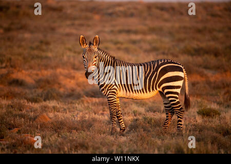 Zèbre de montagne du cap, Equus zebra zebra, Mountain Zebra National Park, Afrique du Sud Banque D'Images