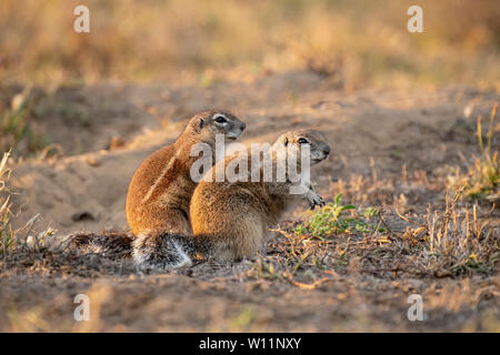 Le spermophile, HA83 inauris, Mountain Zebra National Park, Afrique du Sud Banque D'Images