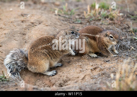 Le spermophile, HA83 inauris, Mountain Zebra National Park, Afrique du Sud Banque D'Images