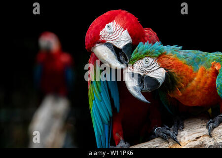 Des couples d'aras rouges rouge oiseaux de se percher sur l'arbre branche Banque D'Images