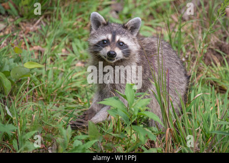 A smiling wild raccoon lève les yeux alors qu'il recherche de nourriture sur le sol. Banque D'Images