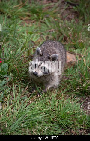 Un raton laveur sauvage lève les yeux alors qu'il recherche de nourriture sur le sol. Banque D'Images