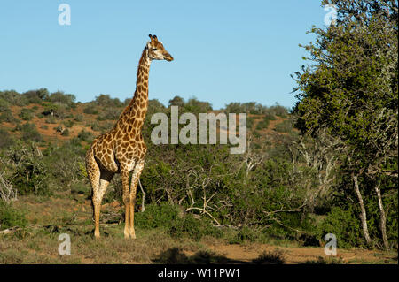 Le sud de la giraffe, Giraffa camelopardalis giraffa, Samara Game Reserve, Afrique du Sud Banque D'Images