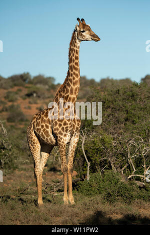 Le sud de la giraffe, Giraffa camelopardalis giraffa, Samara Game Reserve, Afrique du Sud Banque D'Images