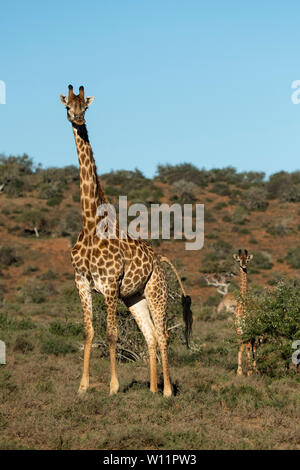Le sud de la giraffe, Giraffa camelopardalis giraffa, Samara Game Reserve, Afrique du Sud Banque D'Images