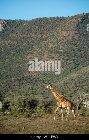 Le sud de la giraffe, Giraffa camelopardalis giraffa, Samara Game Reserve, Afrique du Sud Banque D'Images