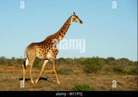 Le sud de la giraffe, Giraffa camelopardalis giraffa, Samara Game Reserve, Afrique du Sud Banque D'Images