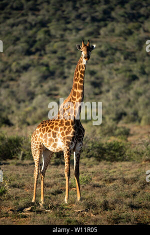 Le sud de la giraffe, Giraffa camelopardalis giraffa, Samara Game Reserve, Afrique du Sud Banque D'Images