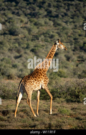 Le sud de la giraffe, Giraffa camelopardalis giraffa, Samara Game Reserve, Afrique du Sud Banque D'Images