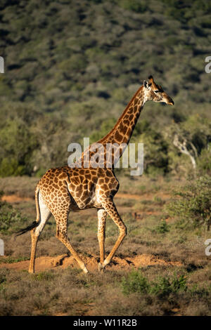 Le sud de la giraffe, Giraffa camelopardalis giraffa, Samara Game Reserve, Afrique du Sud Banque D'Images