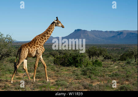 Le sud de la giraffe, Giraffa camelopardalis giraffa, Samara Game Reserve, Afrique du Sud Banque D'Images