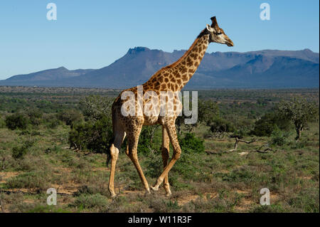 Le sud de la giraffe, Giraffa camelopardalis giraffa, Samara Game Reserve, Afrique du Sud Banque D'Images