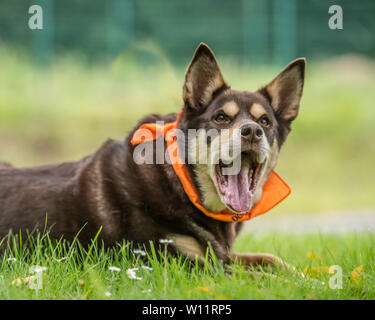 Australian kelpie bouche ouverte Banque D'Images