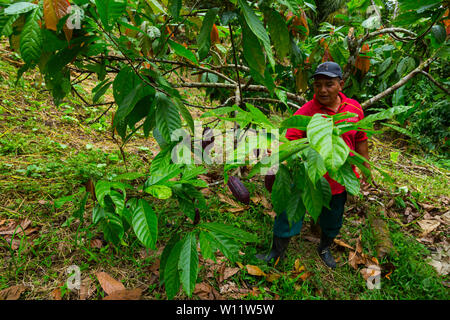 Cacao biologique Oreba Oeste, rivière Arriba, Groupe ethnique Ngabe, province de Bocas del Toro, PANAMA, Amérique Centrale, Amérique Latine Banque D'Images