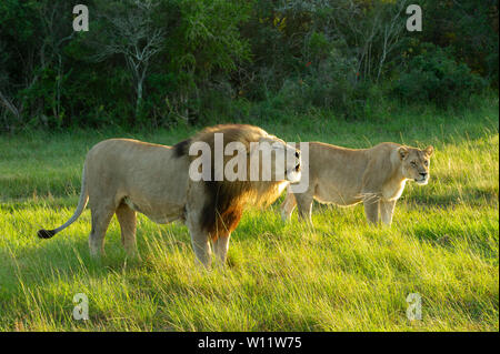 Paire d'accouplement, Panthero lion leo, Sibuya Game Reserve, Afrique du Sud Banque D'Images