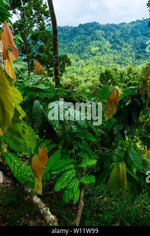 Cacaoyer, cacao, bio Oreba Oeste Arriba Rivière, Groupe ethnique Ngabe, province de Bocas del Toro, PANAMA, Amérique Centrale, Amérique Latine Banque D'Images