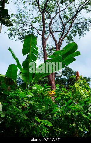 Cacaoyer, cacao, bio Oreba Oeste Arriba Rivière, Groupe ethnique Ngabe, province de Bocas del Toro, PANAMA, Amérique Centrale, Amérique Latine Banque D'Images