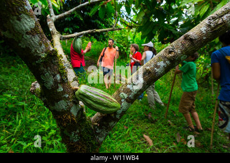 Cacaoyer, cacao, bio Oreba Oeste Arriba Rivière, Groupe ethnique Ngabe, province de Bocas del Toro, PANAMA, Amérique Centrale, Amérique Latine Banque D'Images