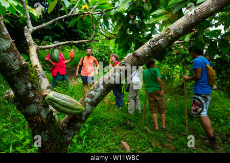 Cacaoyer, cacao, bio Oreba Oeste Arriba Rivière, Groupe ethnique Ngabe, province de Bocas del Toro, PANAMA, Amérique Centrale, Amérique Latine Banque D'Images