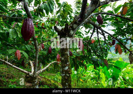 Cacaoyer, cacao, bio Oreba Oeste Arriba Rivière, Groupe ethnique Ngabe, province de Bocas del Toro, PANAMA, Amérique Centrale, Amérique Latine Banque D'Images