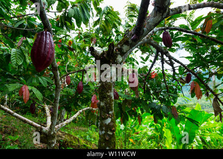 Cacaoyer, cacao, bio Oreba Oeste Arriba Rivière, Groupe ethnique Ngabe, province de Bocas del Toro, PANAMA, Amérique Centrale, Amérique Latine Banque D'Images