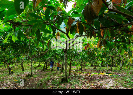 Cacaoyer, cacao, bio Oreba Oeste Arriba Rivière, Groupe ethnique Ngabe, province de Bocas del Toro, PANAMA, Amérique Centrale, Amérique Latine Banque D'Images