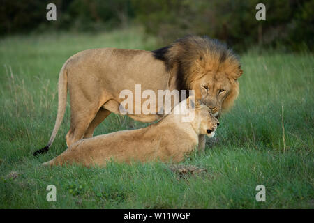 Paire d'accouplement, Panthero lion leo, Sibuya Game Reserve, Afrique du Sud Banque D'Images