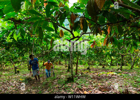 Cacaoyer, cacao, bio Oreba Oeste Arriba Rivière, Groupe ethnique Ngabe, province de Bocas del Toro, PANAMA, Amérique Centrale, Amérique Latine Banque D'Images