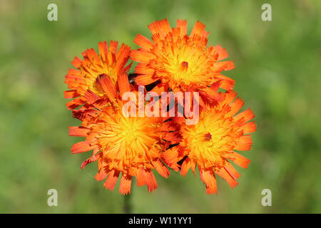 L'épervière Pilosella aurantiaca Orange Banque D'Images