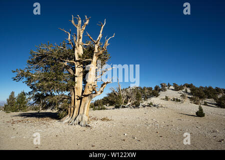 Ancient Bristlecone Pine Tree en zone alpine sous des montagnes blanches, en Californie Banque D'Images