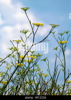 Vue sur les fleurs sauvages de fenouil, vue sur le ciel bleu Banque D'Images