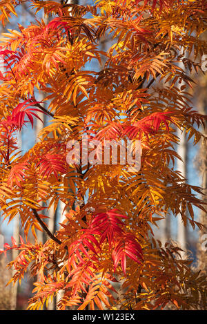 Rowan Tree (Sorbus) ulleungensis dans feuilles couleurs d'automne Banque D'Images