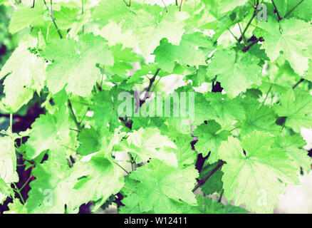 Les jeunes pousses de vignes avec des feuilles sur la vigne à l'été Banque D'Images