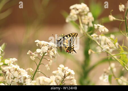 Merveilles du monde naturel - Pleins feux sur les espèces d'insectes - Papilio machaon Swallowtail butterfly,. RSPB Strumpshaw Fen, Norfolk, Angleterre. L'été 2019. Banque D'Images