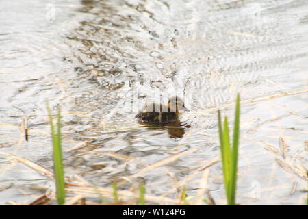 La nature sauvage - une nouvelle image colorée d'un jeune caneton natation sur un étang d'Essex. Printemps 2019. Banque D'Images