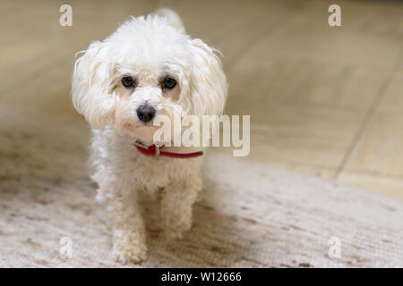 Adorable petit caniche toy blanc aux cheveux bouclés portant un collier rouge fixant curieusement à la caméra dans un angle élevé à l'intérieur portrait frontal Banque D'Images