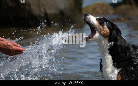 Eckernförde, Allemagne. 29 juin 2019, le Schleswig-Holstein, Eckernförde : un chien bains dans la mer Baltique à hautes températures en été. Photo : Ralf Hirschberger/dpa-Zentralbild/dpa dpa : Crédit photo alliance/Alamy Live News Banque D'Images