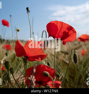 Close-up de coquelicots dans un champ de blé Banque D'Images