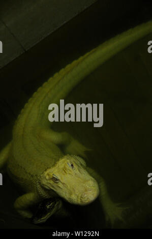 Albino Alligator près de La Nouvelle-Orléans, Louisiane Banque D'Images