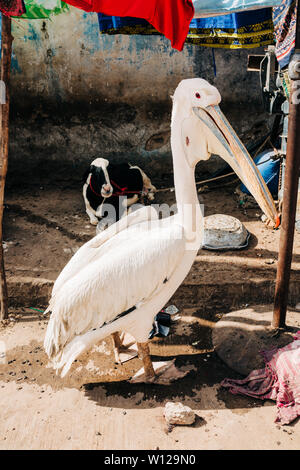 Pelican Village au Sénégal Banque D'Images