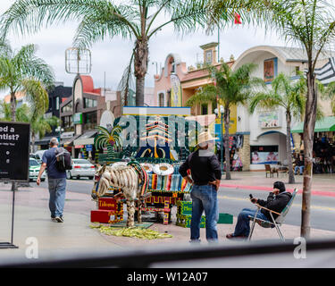 Zonkey dans les rues de Tijuana Banque D'Images