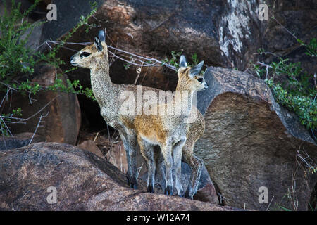 Klipspringer (Oreotragus oreotragus) avec de l'agneau brebis 1 Banque D'Images