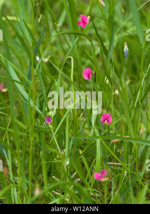 Gesse de l'herbe ou herbe de pois, Lathyrus nissolia, grandissant dans l'herbage, Worcestershire, Royaume-Uni Banque D'Images
