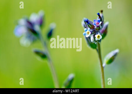 Modification de forget-me-not (Myosotis discolor), close up montrant les fleurs minuscules que le changement du jaune au bleu. Banque D'Images