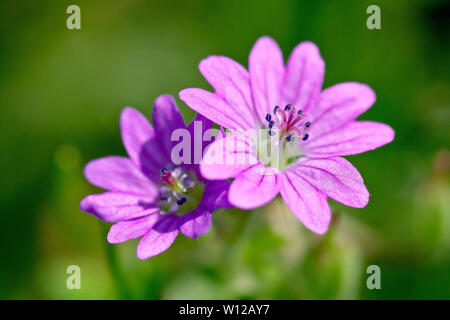 Dove's-foot Crane's-bill (Geranium molle), close up d'un couple de fleurs avec une faible profondeur de champ. Banque D'Images