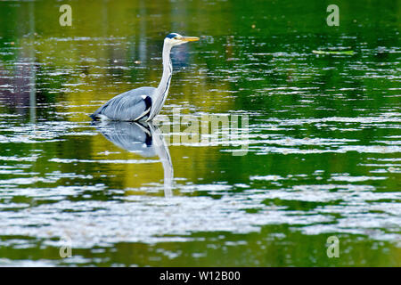 Héron cendré (Ardea cinerea), un tir d'un oiseau tel qu'il est toujours en stock le milieu de l'étang. Banque D'Images