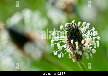 Plantain lancéole ou Ribgrass (Plantago lanceolata), close up d'un capitule de rétroéclairage de solitaire avec une faible profondeur de champ. Banque D'Images